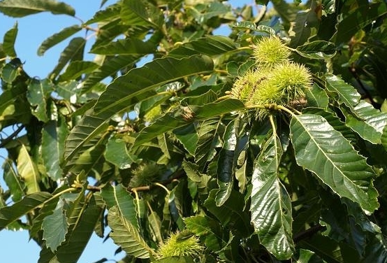 kasztan jadalny - parkowe drzewo o podłuznych lisciach